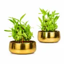 Capsule Planter